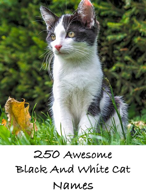 Black and White Cat Names - 250 Cool Kitty Ideas (2022)