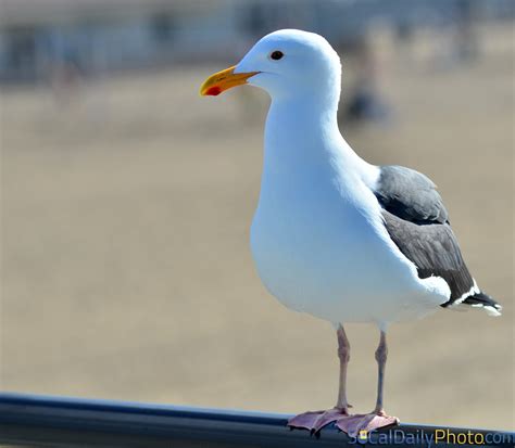 Seagulls at Huntington Beach Pier Love To People Watch | Southern ...