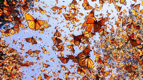 Monarch Butterfly Migration Orientation | blue monarch butterfly