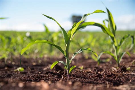 How Deep to Plant Your Sweet Corn - Garden.eco