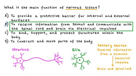 Question Video: Describing the Function of Nervous Tissue | Nagwa