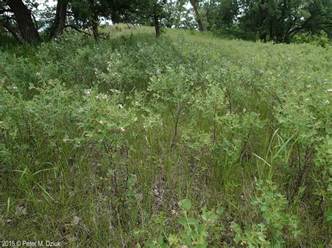 Symphoricarpos occidentalis (Wolfberry): Minnesota Wildflowers