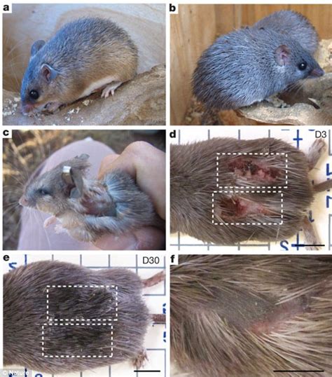 African mouse that sheds and regrows its skin may hold key to ...