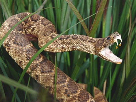 Is A Timber Rattlesnake Bite Deadly?