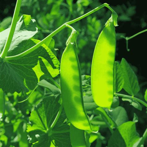 How to Plant & Grow Snow Peas - Brown Thumb Mama®