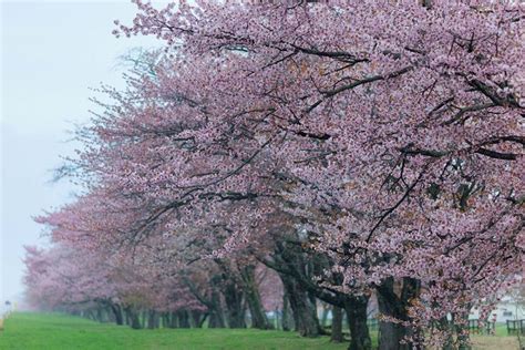 Taman Bunga Sakura – newstempo