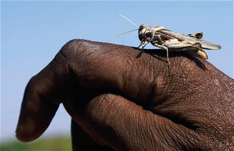 Locust swarms in east Africa could be “a catastrophe” - The Lancet