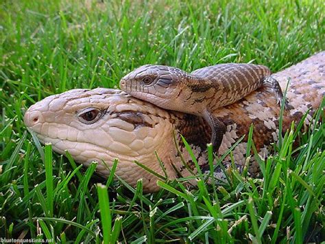 blue-tongued skink babies - Google Search | Blue tongue skink, Blue ...