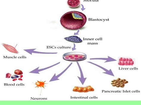 Introduction to cell culture techniques