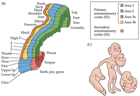 Somatosensory Cortex Function and Location