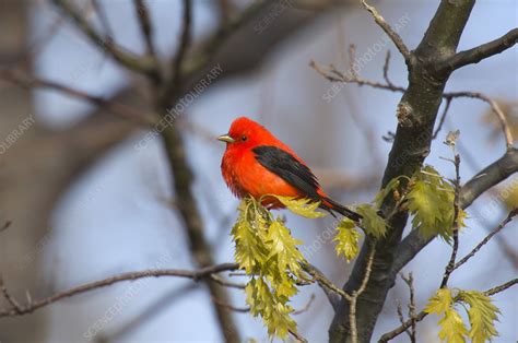 Male Scarlet Tanager - Stock Image - C014/3228 - Science Photo Library