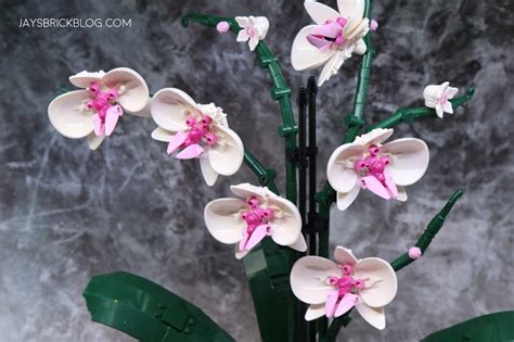 Review: LEGO 10311 Orchid (2022 Botanical Collection) - Jay's Brick Blog