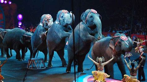 Types of circus animals - Remember Animals