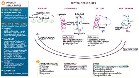 Biochemistry: Protein Structure Overview | ditki medical & biological ...