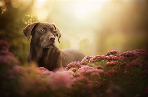 Labrador Retriever Dog Wallpaper, HD Animals 4K Wallpapers, Images and ...