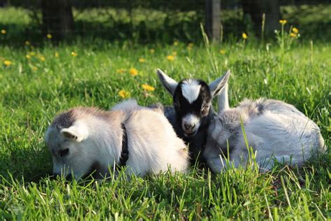 Pygmy Goats: Everything You Need to Know about Them