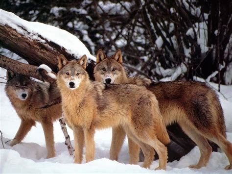 Pack of Wolves - Amazing Wolves Photo (36715723) - Fanpop