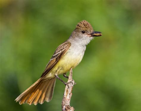 Brown-crested Flycatcher