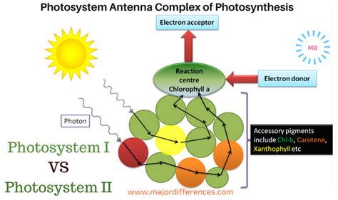 Photosystem 1 Diagram