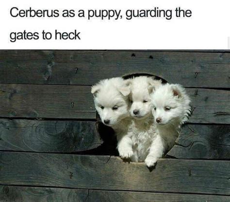 Baby Cerberus is the cutest : r/camphalfblood