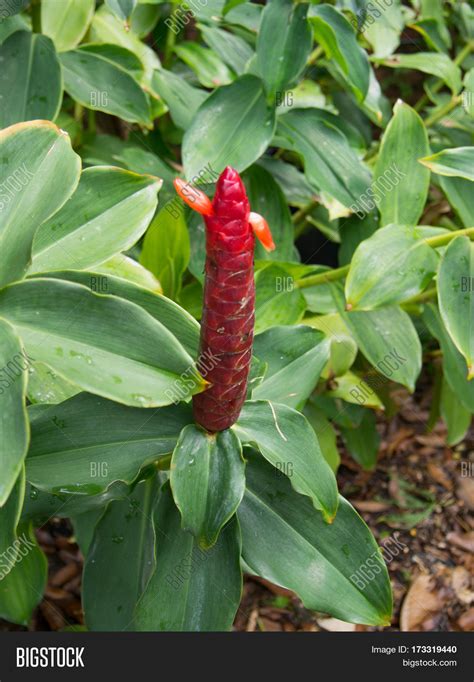 Ginger Plant Park Image & Photo (Free Trial) | Bigstock