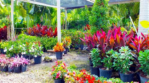 Nursery Plants & Trees | Beltran's Nursery & Landscape in Punta Gorda ...