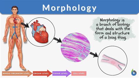 Examples Of Morphological Traits