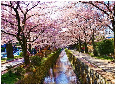 Hanami: Cherry Blossom Festival in Japan — Places in Pixel