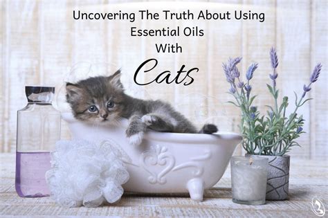 Uncovering The Truth About Using Essential Oils With Cats - Organic Aromas