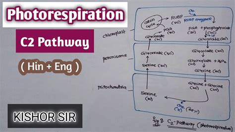 Photorespiration | C2 pathway | C2 cycle | Photosynthesis in plants ...