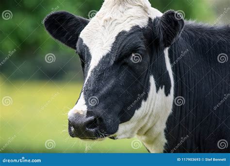 Cow, face close up stock image. Image of field, face - 117903693