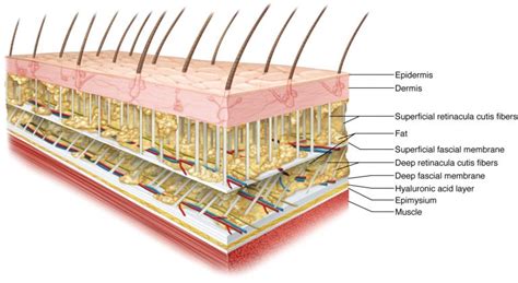 retinacula cutis Archives - Learn Muscles