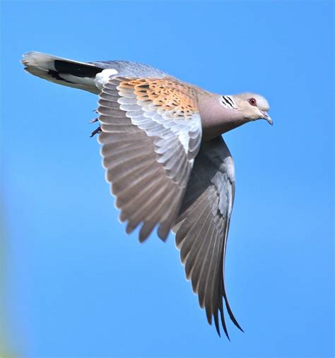 Ensuring safe passage for Turtle Doves on migration - Operation Turtle Dove