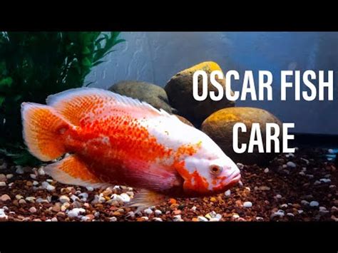 Oscar Fish Care - YouTube