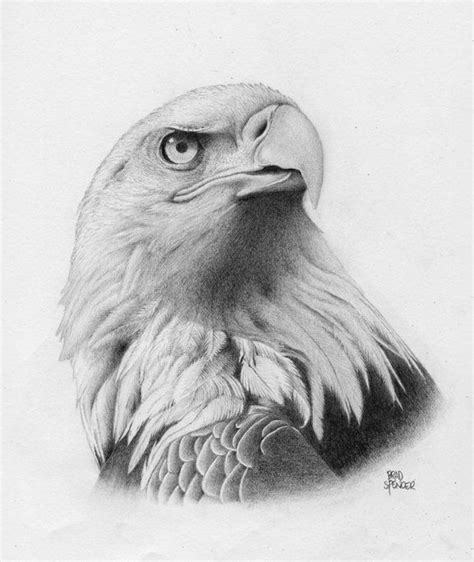 aguila dibujo - Buscar con Google | Eagle sketch, Eagle drawing, Pencil ...