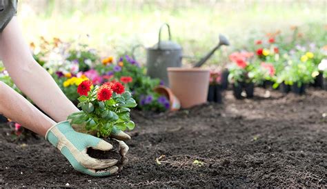 Planting Flowers In Garden Beds - Image to u