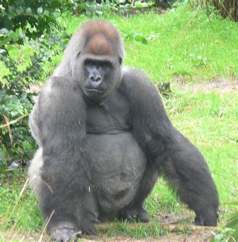 How long is silverback gorillas life cycle ||silverback gorilla ...