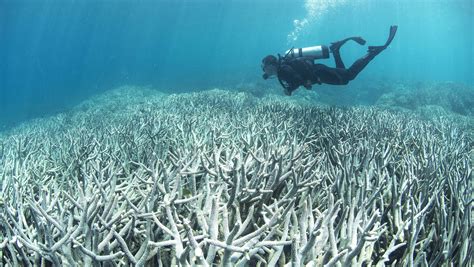 Global warming worsens with record temps, widespread coral bleaching