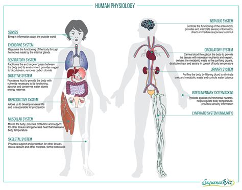 Why Do I Have to Take Anatomy and Physiology Classes Before Medical ...