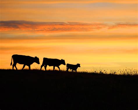 Country Cows at Sunset (North Carolina)#WILDLIFE #PHOTOGRAPHY #COLORS ...