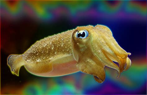 cuttlefish HD Wallpaper | Background Image | 3008x1960 | ID:465834 ...