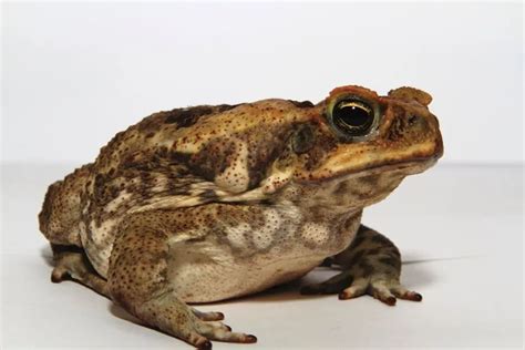 Cane Toad