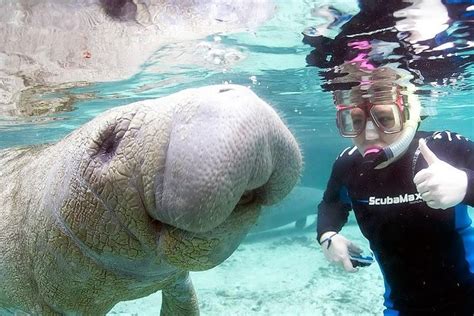 Crystal River Manatee Swimming Experience 2025