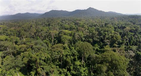 Congo Basin rainforest threatened by palm oil and logging interests ...