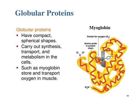 PPT - Amino Acids and Proteins PowerPoint Presentation, free download ...