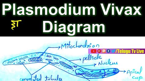 Plasmodium Vivax Diagram #Zoology #Diagrams | how to draw a Diagram in ...