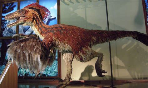 What would a feathered Velociraptor look like? – Flying Dinosaurs