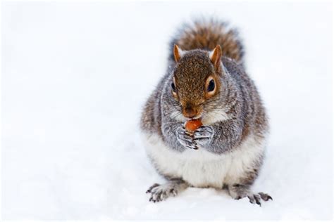 Squirrel In Snow Free Stock Photo - Public Domain Pictures