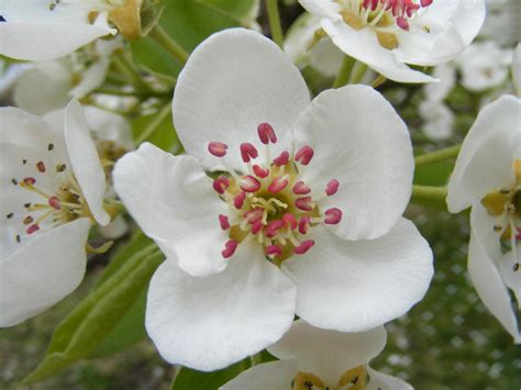 Pear tree flower by BWvdS on DeviantArt