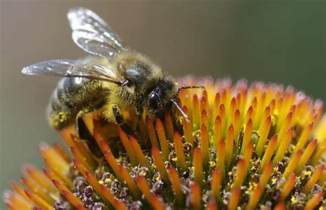 Honey Bee Pollination Kids | The Life of Bee